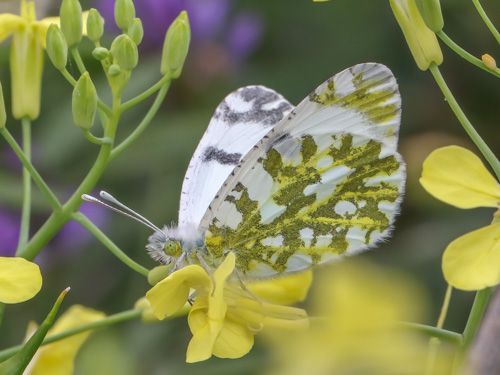 Photo: cardamines