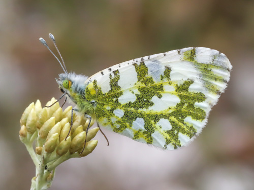 Photo: cardamines