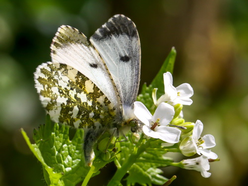 Photo: cardamines