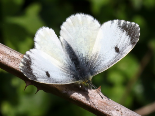 Photo: cardamines