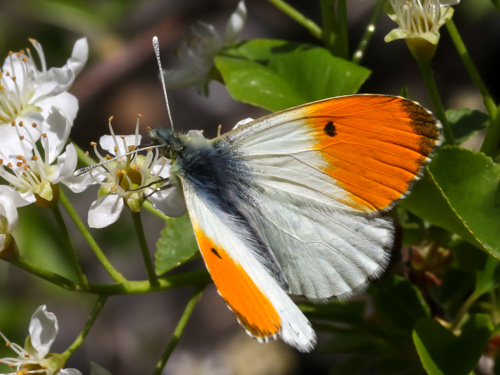 Photo: cardamines