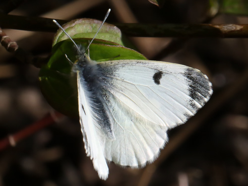 Photo: cardamines