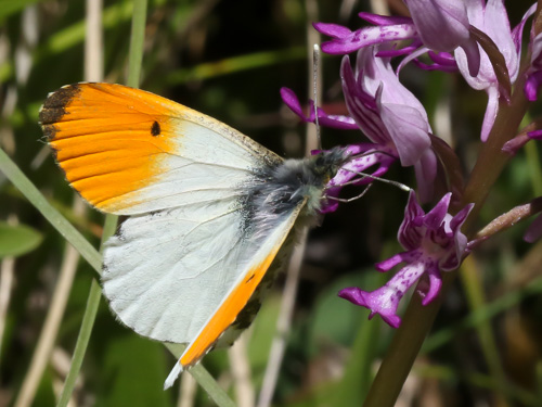 Photo: cardamines