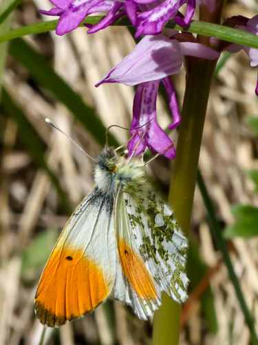 Photo: cardamines