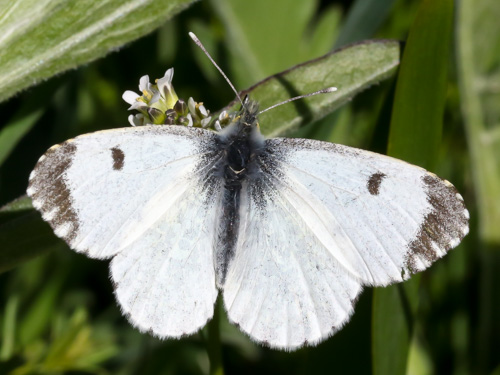 Photo: cardamines