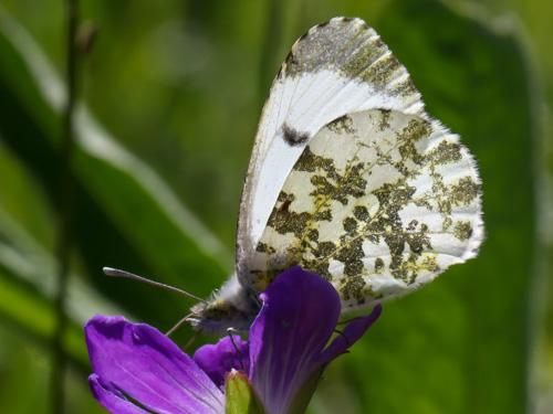 Photo: cardamines