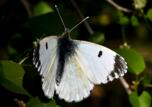 Photo: cardamines