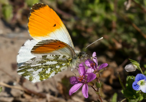 Photo: cardamines