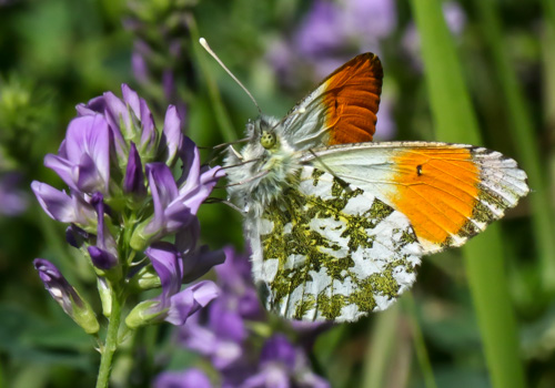 Photo: cardamines