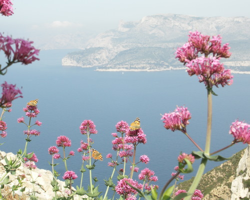 Photo: cardui8.jpg