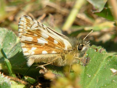 Photo: carlinae1.jpg