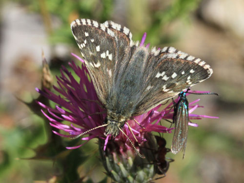 Photo: carlinae