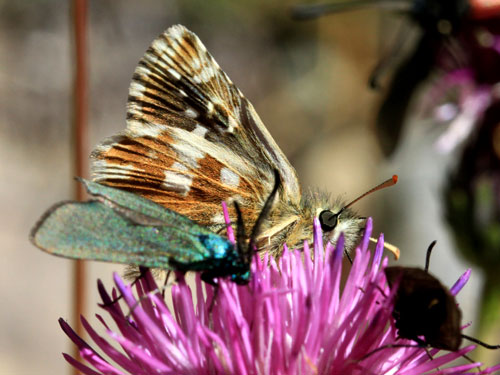 Photo: carlinae