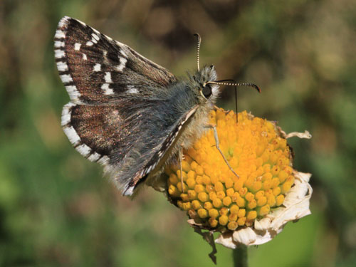 Photo: carlinae