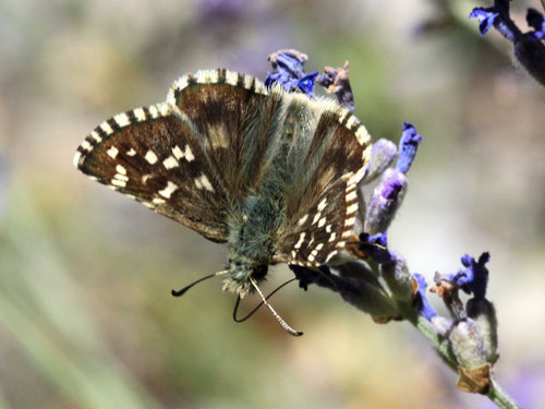 Photo: carlinae