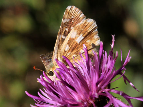 Photo: carlinae