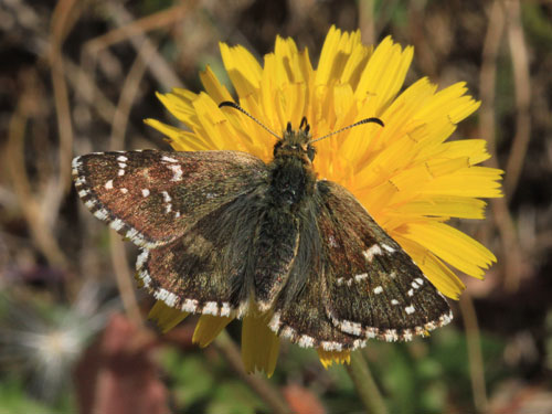 Photo: carlinae