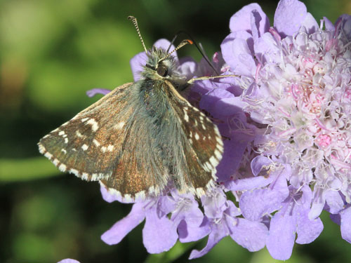 Photo: carlinae