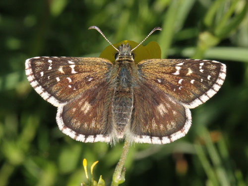 Photo: carlinae