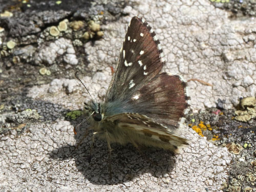 Photo: carlinae