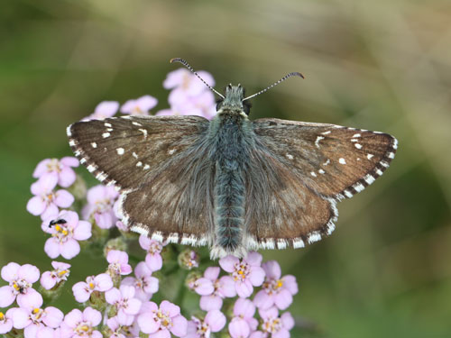 Photo: carlinae