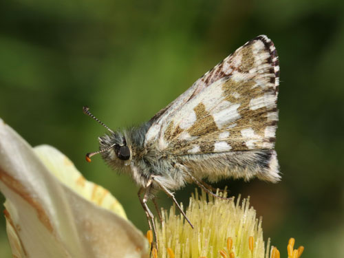 Photo: carlinae