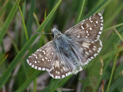 Photo: carlinae