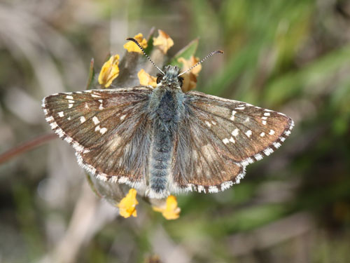 Photo: carlinae