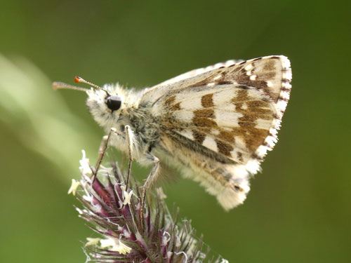 Photo: carlinae