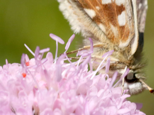 Photo: carlinae