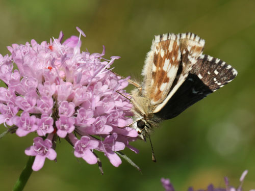 Photo: carlinae