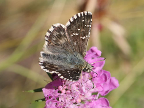 Photo: carlinae30.jpg