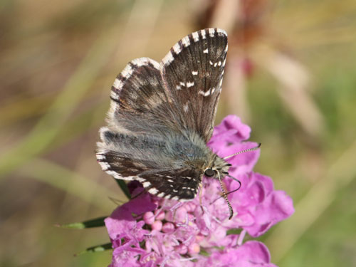 Photo: carlinae