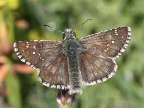 Photo: carlinae