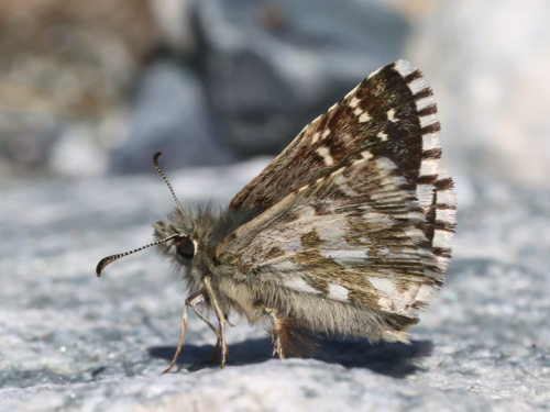 Photo: carlinae