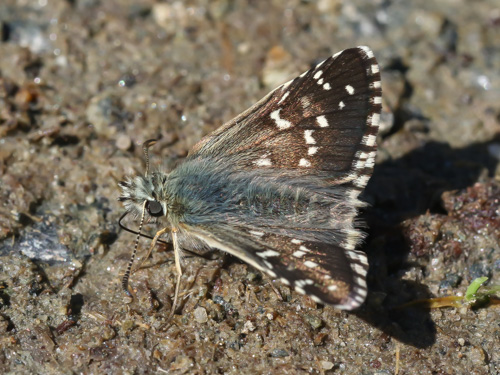 Photo: carlinae