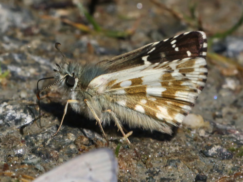 Photo: carlinae