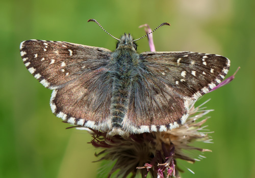 Photo: carlinae