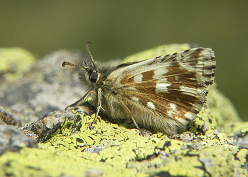 Photo: carlinae5.jpg
