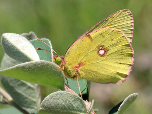 Photo: caucasica