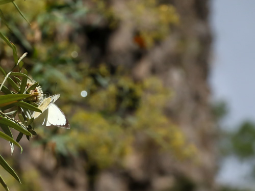 Photo: cheiranthi benchoavensis