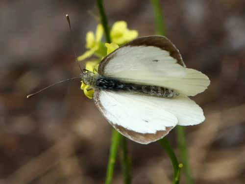 Photo: cheiranthi-LaPalma40.jpg