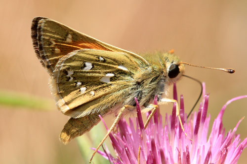 Photo: comma