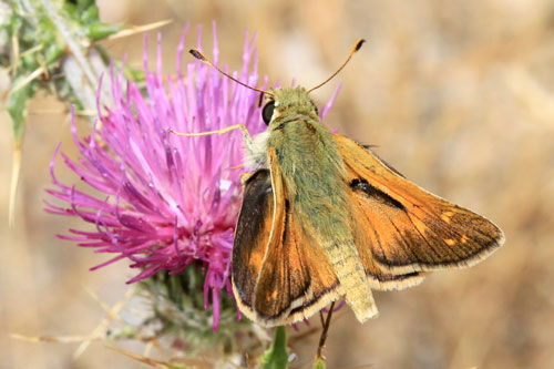 Photo: comma