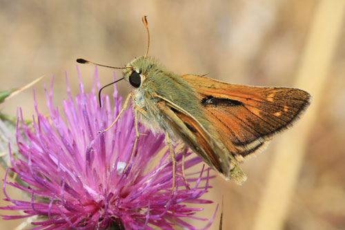 Photo: comma