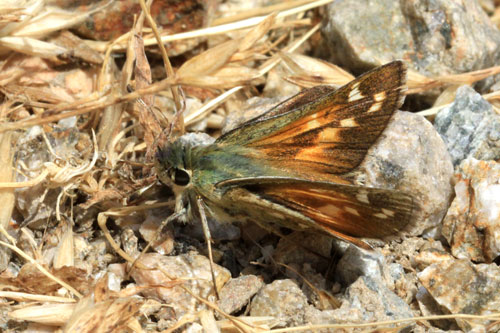 Photo: comma