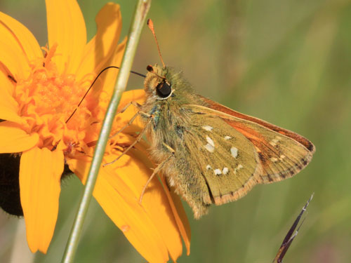 Photo: comma