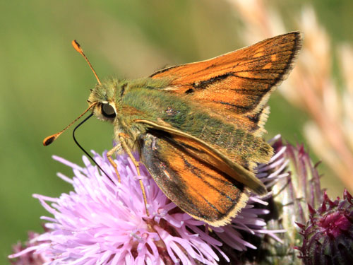 Photo: comma