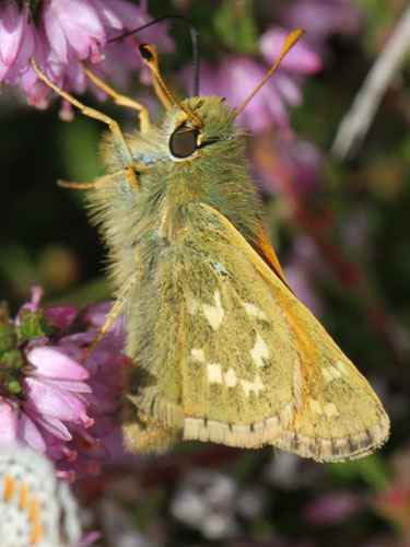 Photo: comma