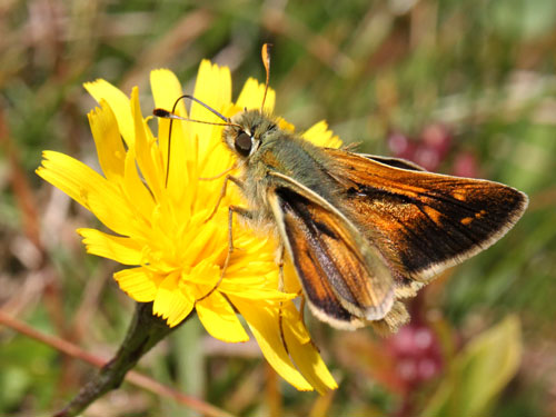 Photo: comma